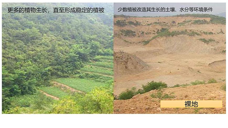 人教版高中地理必修 第一册 5-1《植被》课件第5页