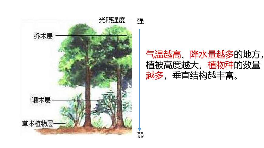人教版高中地理必修 第一册 5-1《植被》课件第6页