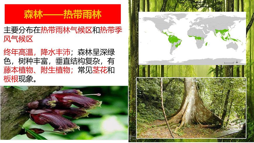 人教版高中地理必修 第一册 5-1《植被》课件第8页