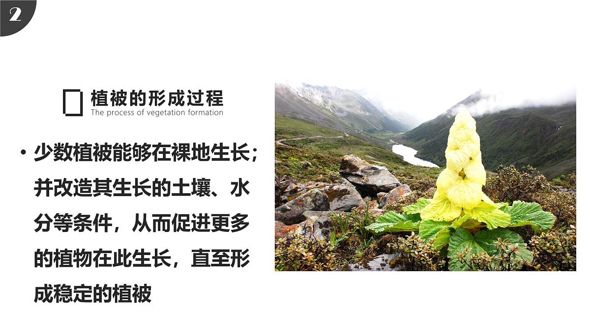 人教版高中地理必修 第一册 5-1《植被》课件第5页
