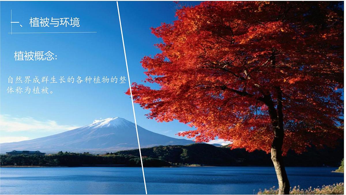 人教版高中地理必修 第一册 5-1《植被》课件第3页