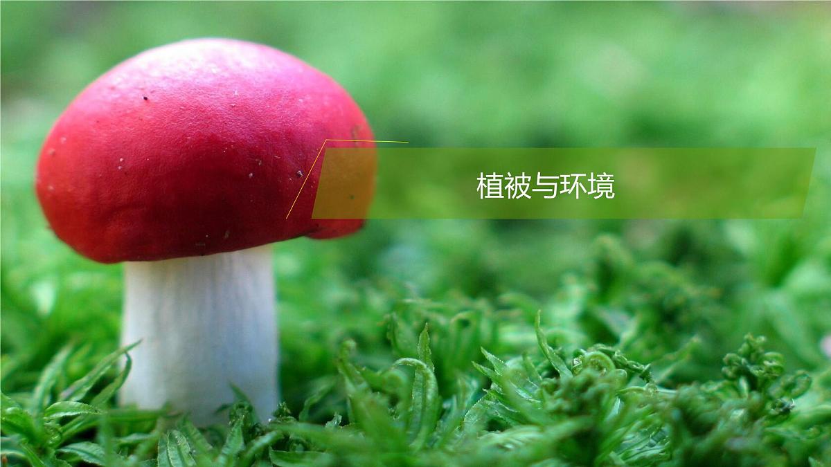 人教版高中地理必修 第一册 5-1《植被》课件第5页