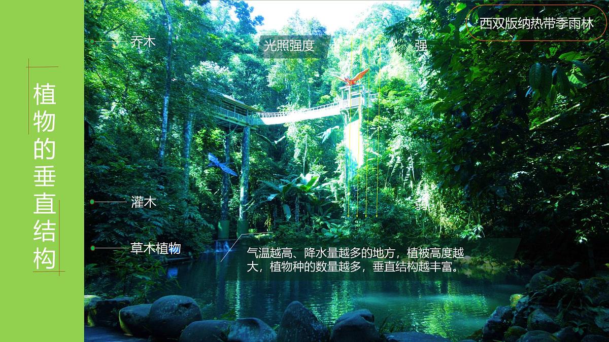 人教版高中地理必修 第一册 5-1《植被》课件第7页