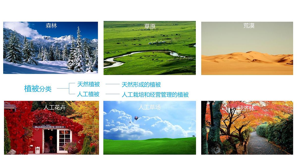 人教版高中地理必修 第一册 5-1《植被》课件第4页