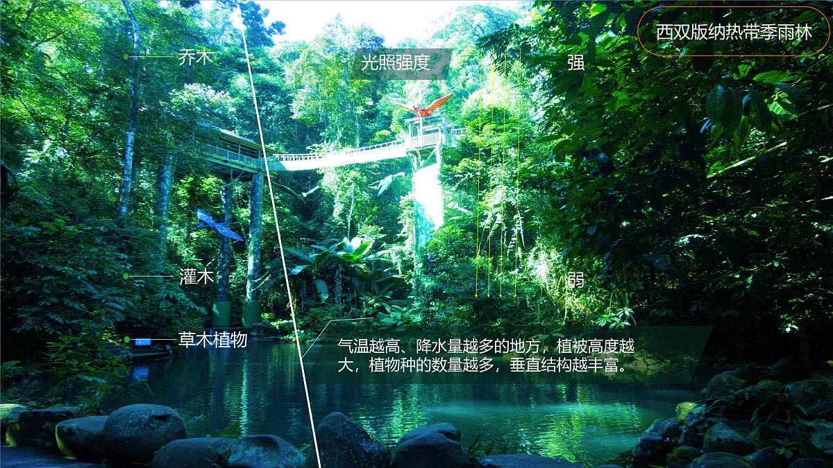 人教版高中地理必修 第一册 5-1《植被》课件第7页