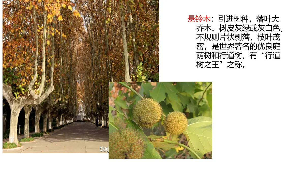 人教版高中地理必修 第一册 5-1《植被》课件第4页