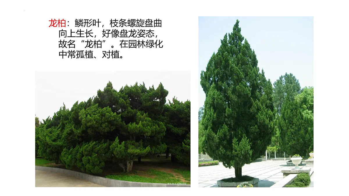 人教版高中地理必修 第一册 5-1《植被》课件第5页