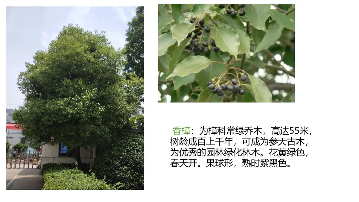 人教版高中地理必修 第一册 5-1《植被》课件第6页