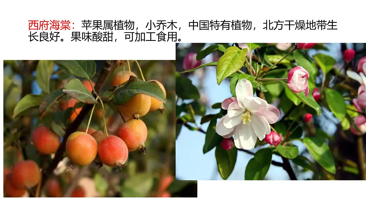 人教版高中地理必修 第一册 5-1《植被》课件第7页