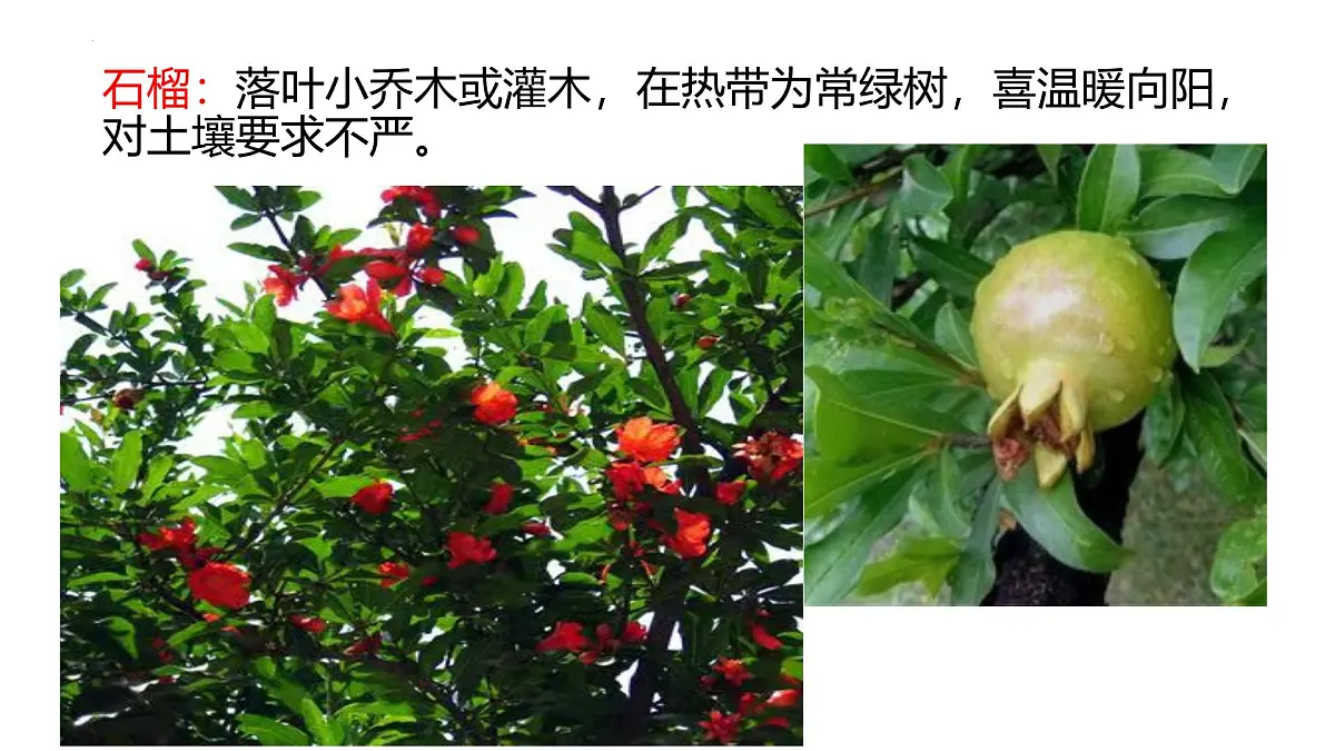 人教版高中地理必修 第一册 5-1《植被》课件第8页