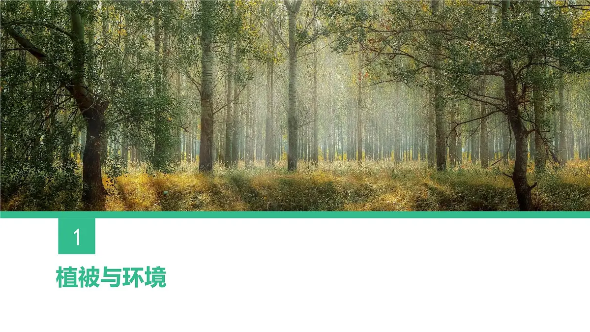 人教版高中地理必修 第一册 5-1《植被》课件第4页