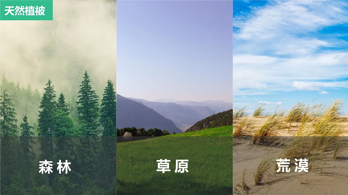 人教版高中地理必修 第一册 5-1《植被》课件第6页