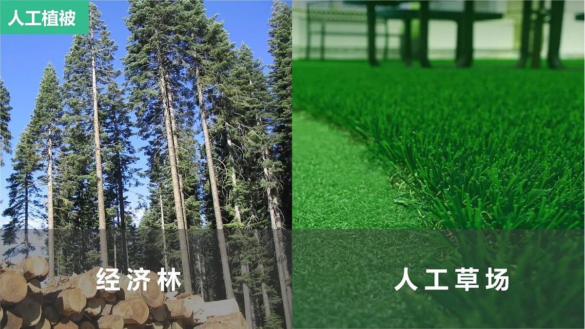 人教版高中地理必修 第一册 5-1《植被》课件第7页