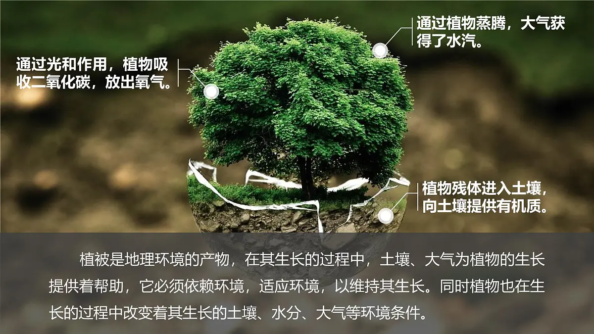 人教版高中地理必修 第一册 5-1《植被》课件第8页