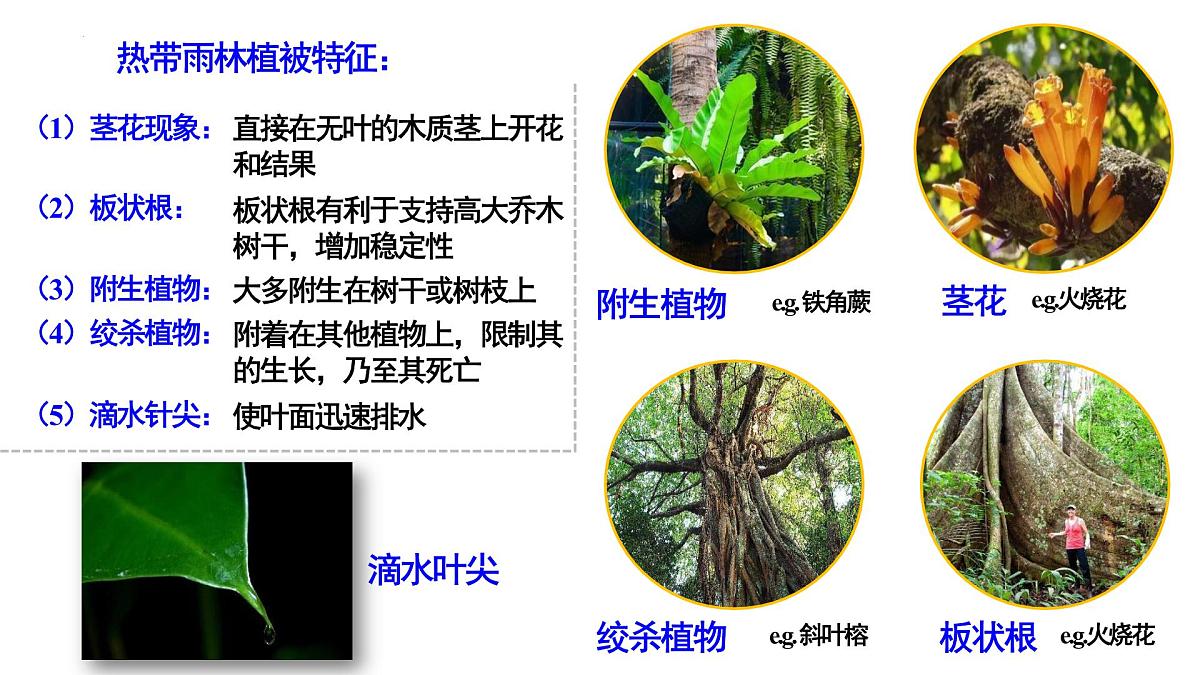 人教版高中地理必修 第一册 5-1《植被》课件第6页