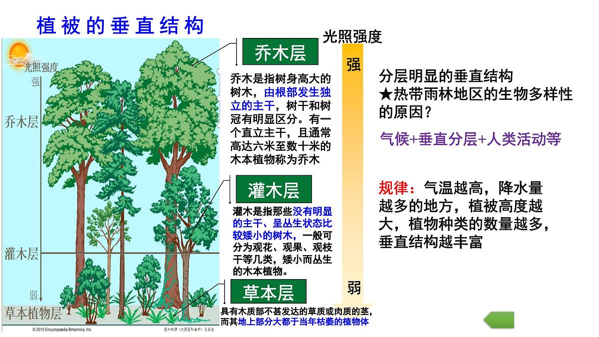 人教版高中地理必修 第一册 5-1《植被》课件第7页