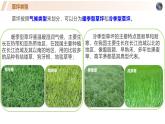高中地理人教版2025選擇性必修一問題探究五 如何看待我國西北地區(qū)城市引進歐洲冷季型草坪 課件
