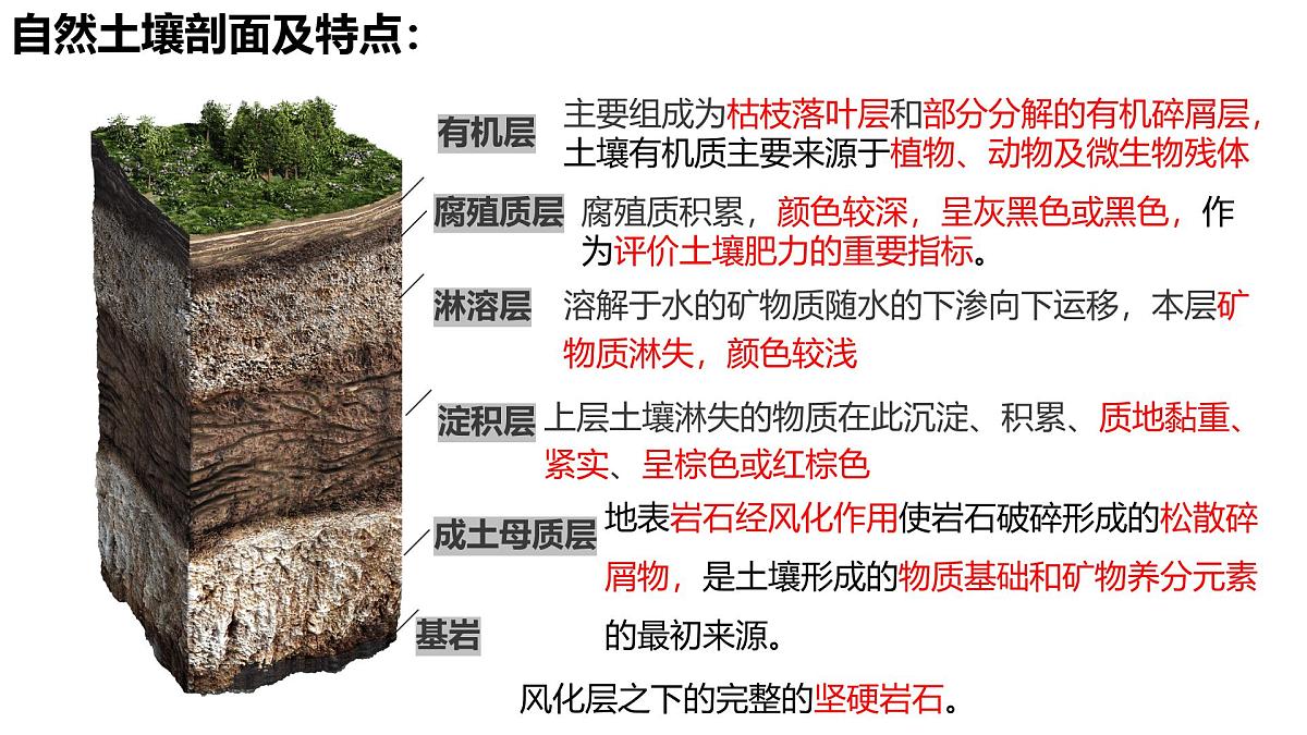 鲁教版（2019）高中地理必修第一册3.4分析土壤形成的原因课件第8页