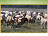 高中地理 3.3以畜牧业为主的农业地域类型课件 新人教版必修2
