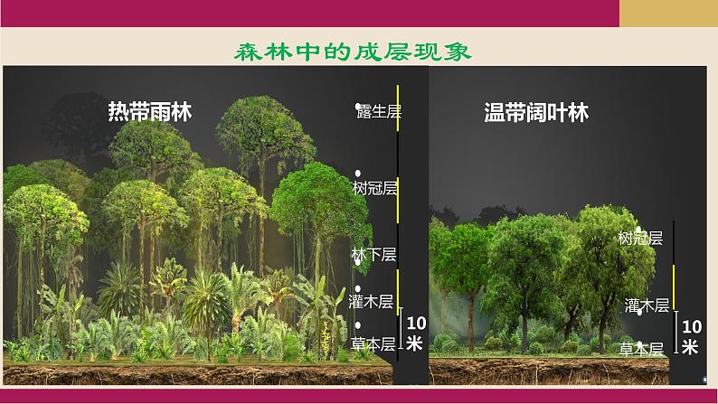 2020-2021学年新教材地理人教版必修第一册同步教学课件：基础案 5.1 植被 第1课时 课件（14张）07