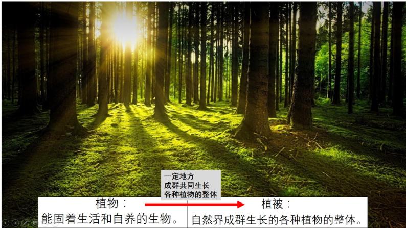 高中地理人教版 (2019)必修 第一册第一节 植被授课ppt课件