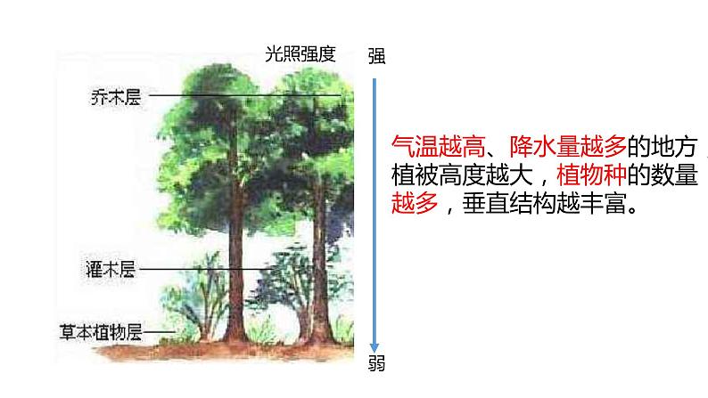 2019-2020学年【新教材】人教版高中地理必修1课件：5.1植被 （21张PPT）第7页