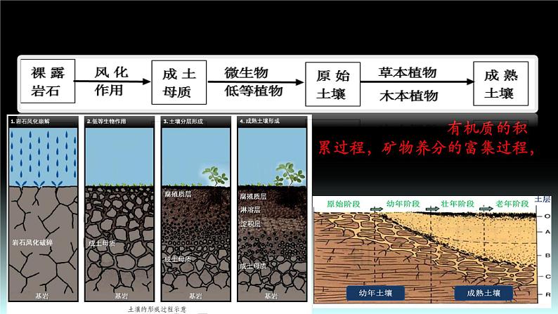 27  土壤与地理环境-2021年高考地理一轮复习考点大通关 课件04