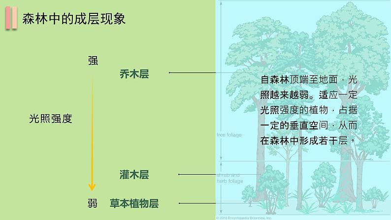 5.1 植被 课件07