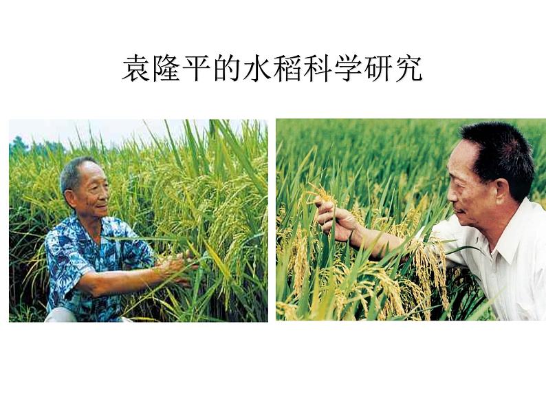 3.2以种植业为主的农业地域类型必修2人教版高中地理 课件08