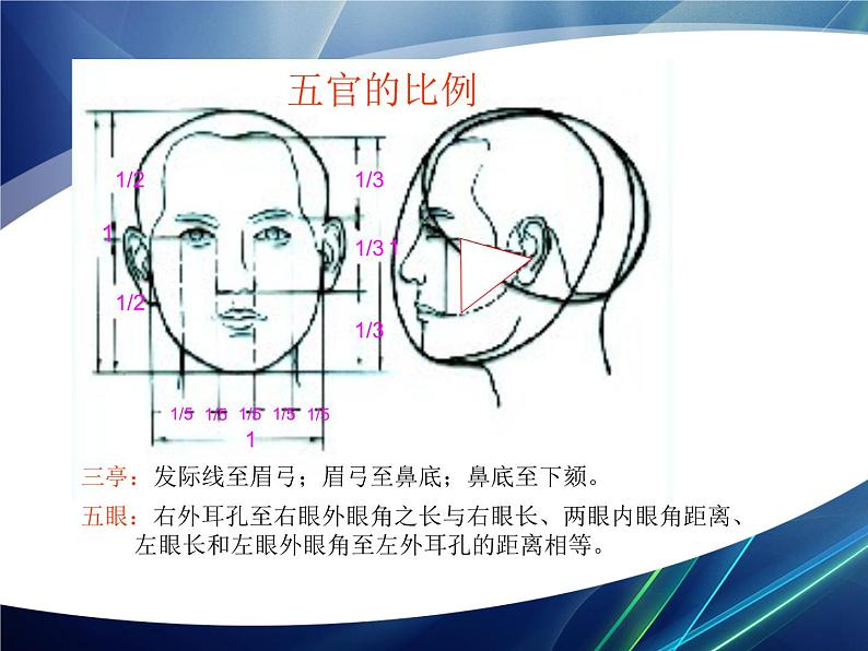 人教版高中美术选修：绘画 第五课 简捷地捕捉物象的方法——线描写生(1) 课件第6页