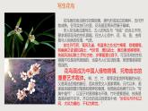 四川+眉山天府新區(qū)實(shí)驗(yàn)中學(xué)+2024+高一年級(jí)+人教版（2019）必修第二單元美術(shù)+不參加高考+視頻+課件+教案 “畫外之意——中國花鳥畫”