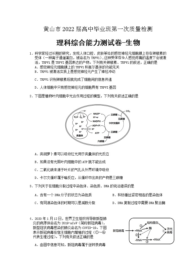 安徽省黄山市2022届高中毕业班第一次质量检测理综生物试题01