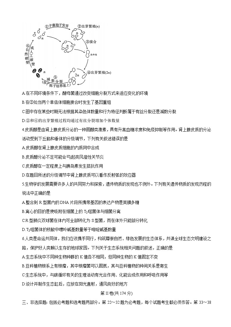 2022届安徽省示范高中皖北协作区高三下学期3月联考试题（第24届） 生物  (解析版)第2页