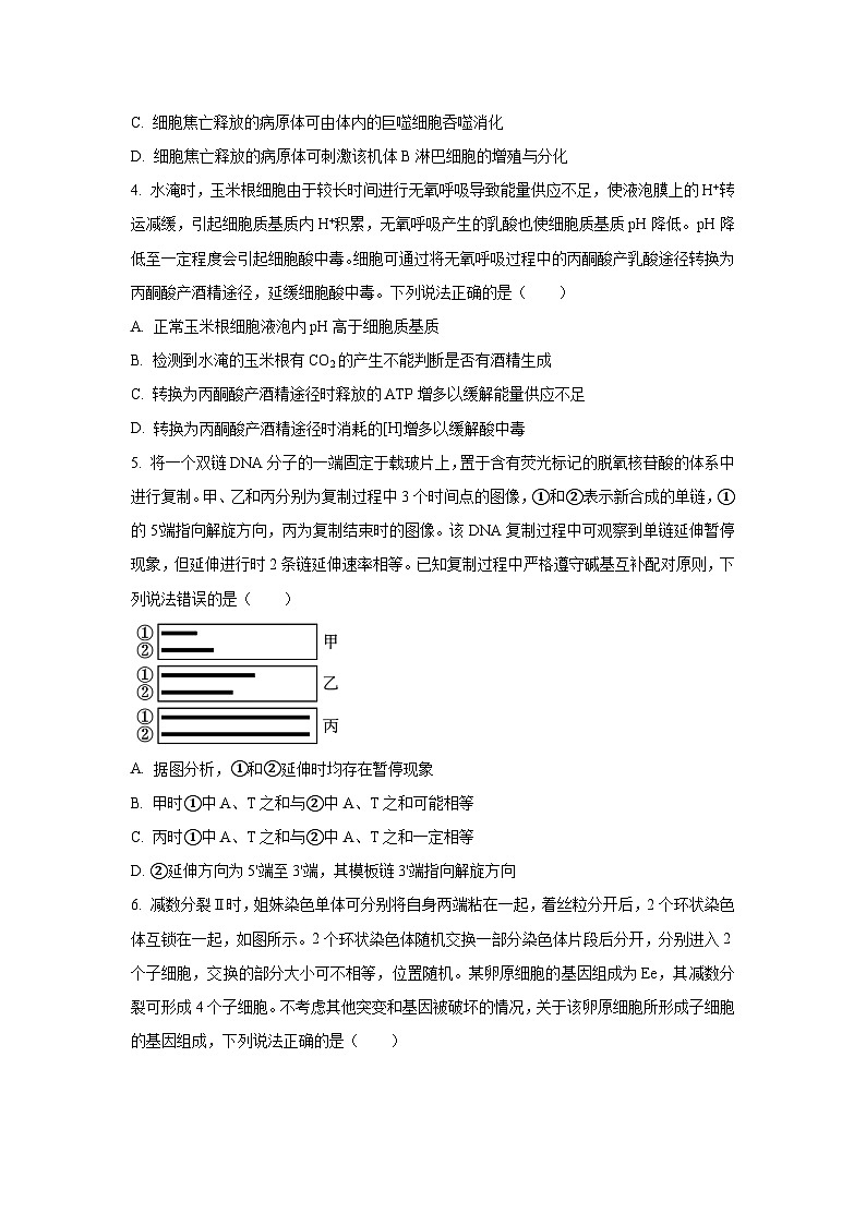2023年山东省新高考生物真题（含答案）02