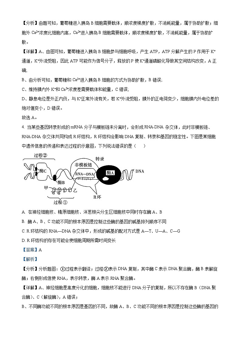 精品解析：2024届四川省绵阳东辰高级中学高三下学期模拟考试（二）理综生物试题（解析版）第3页