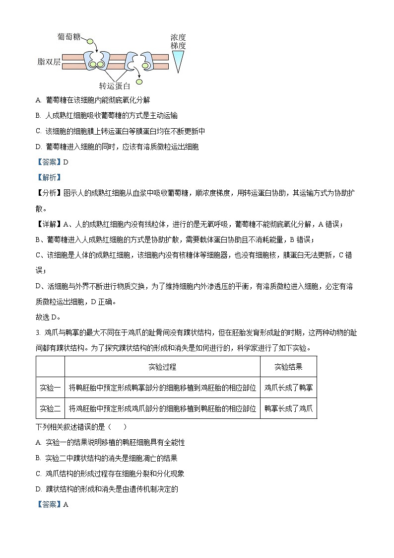 2024届名校学术联盟高三下学期模拟卷理综试卷-高中生物（原卷版+解析版）02
