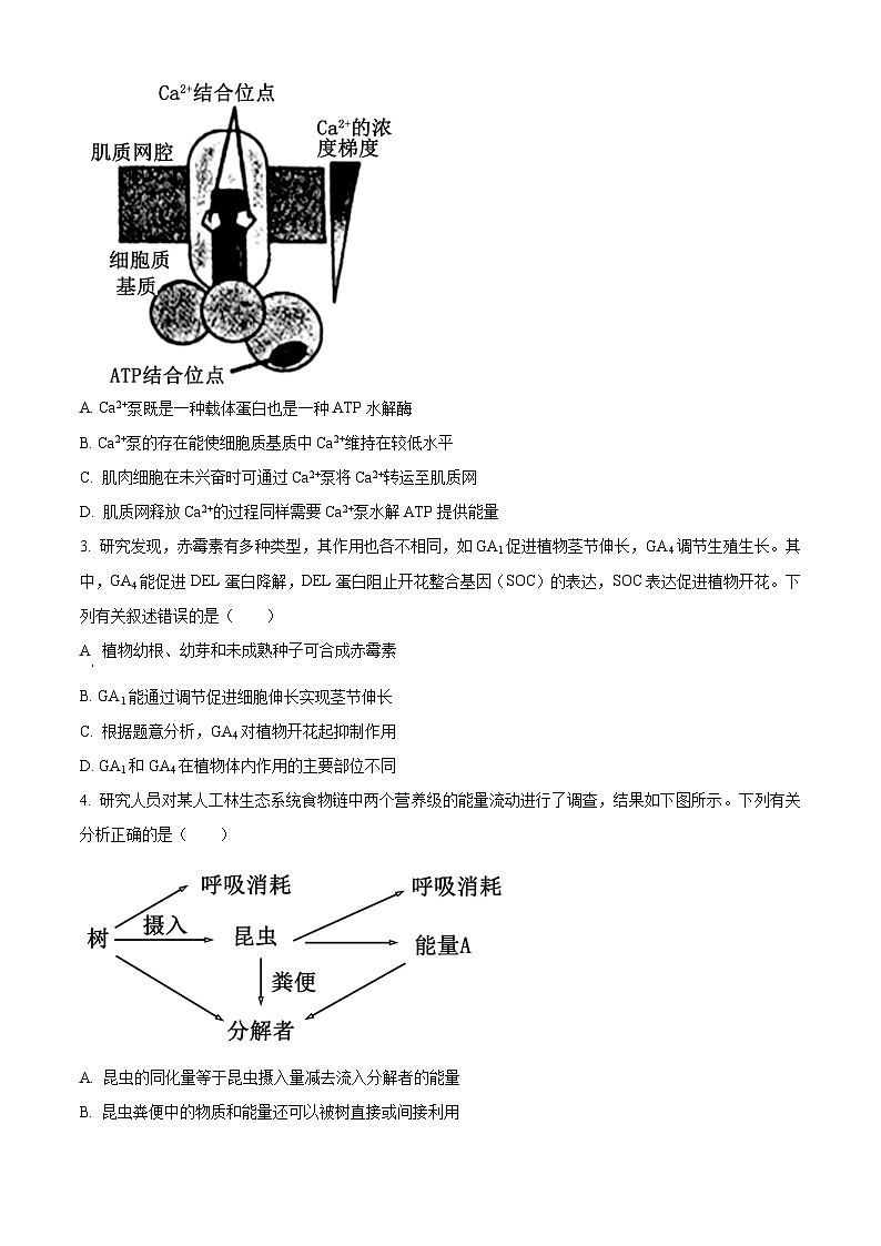 2024届四川省泸州市高三下学期三模理综试题-高中生物（原卷版+解析版）02