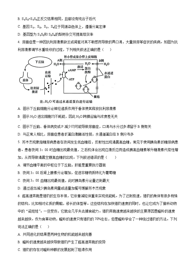 2024届陕西省西安中学高三下学期第九次模拟考试理综试题-高中生物（原卷版+解析版）02