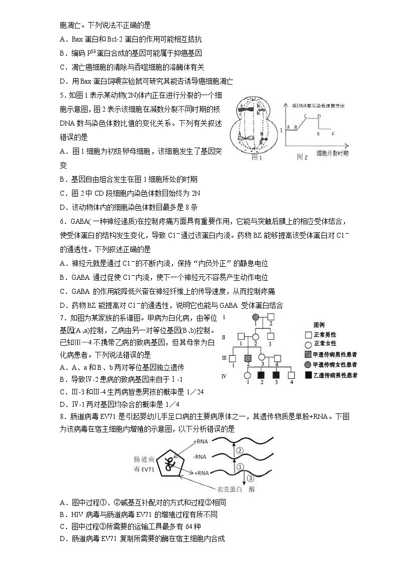 【生物】（中学联盟）青岛市2020届高三5月份模拟考试第2页