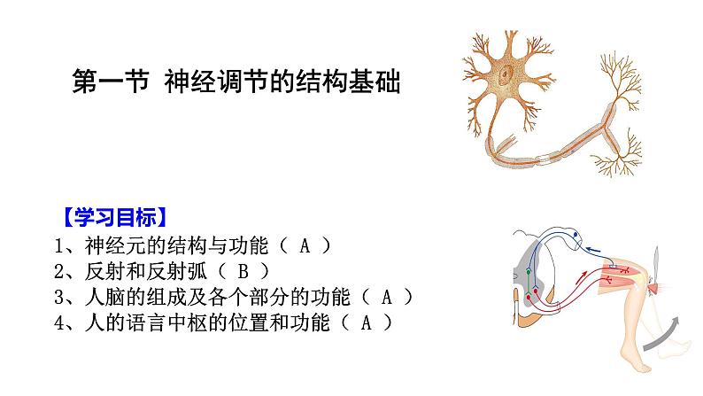 1 2.1 神经调节的结构基础 课件(共27张PPT)第1页