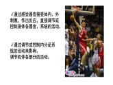 1 2.1 神经调节的结构基础 课件(共27张PPT)