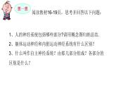 1 2.1 神经调节的结构基础 课件(共27张PPT)