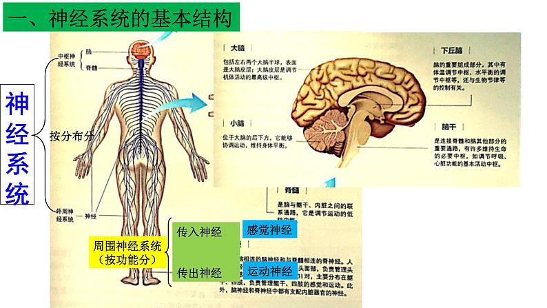 1 2.1 神经调节的结构基础 课件(共27张PPT)第5页