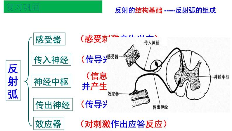 1 2.3 神经冲动的产生和传导 课件(共45张PPT)第1页