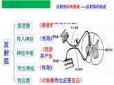 1 2.3 神经冲动的产生和传导 课件(共45张PPT)