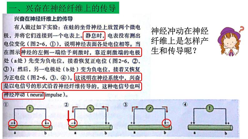 1 2.3 神经冲动的产生和传导 课件(共45张PPT)第5页