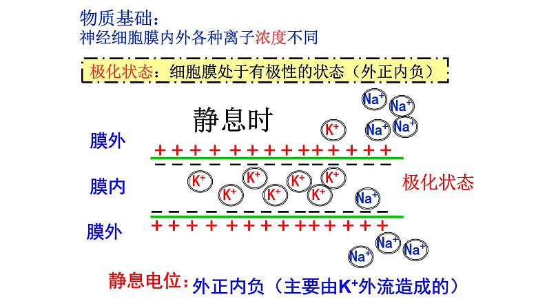 1 2.3 神经冲动的产生和传导 课件(共45张PPT)第7页