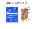 1 3.1 激素与内分泌系统 课件(共52张PPT)