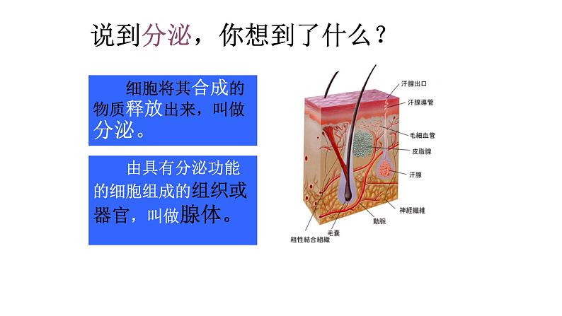 1 3.1 激素与内分泌系统 课件(共52张PPT)第5页