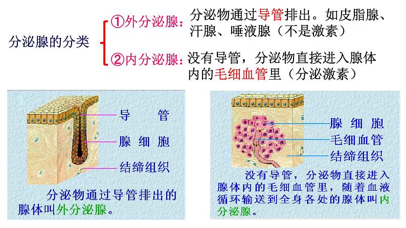 1 3.1 激素与内分泌系统 课件(共52张PPT)第6页